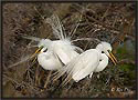 Great Egrets 6252
